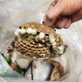 蜂の巣駆除　スズメバチ　アシナガバチ　相模原の便利屋 - 害虫/害獣駆除