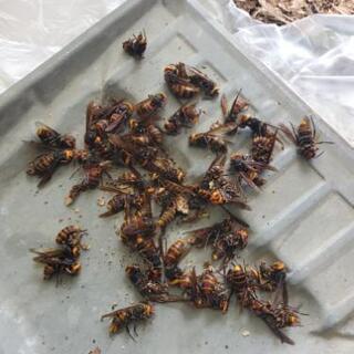 蜂の巣駆除　スズメバチ　アシナガバチ　相模原の便利屋 - 相模原市
