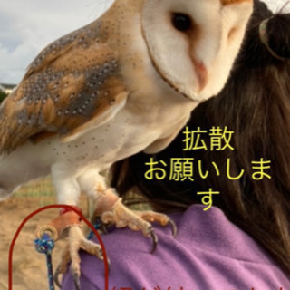 迷子メンフクロウ