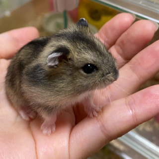 ジャンガリアンハムスター🐹赤ちゃん
