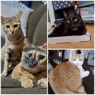 1歳の猫ちゃんず緊急で里親募集