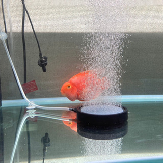 熱帯魚　パロットファイヤーの画像