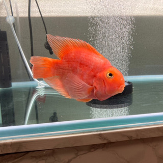 熱帯魚　パロットファイヤー