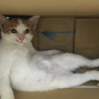 仔猫の里親になって下さい - 守山市