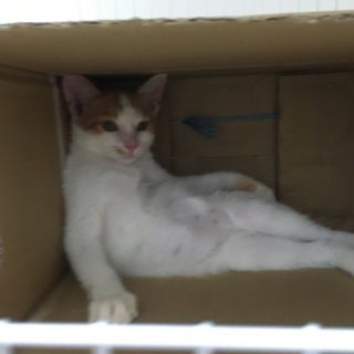 仔猫の里親になって下さい - 猫