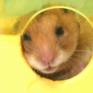 ハムスターの子供　里親募集