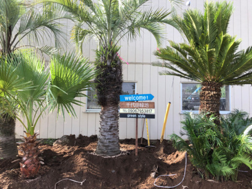 幹2.5 ココスヤシ  税別