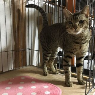 オシキャット 甘えたで人慣れしているトト君★