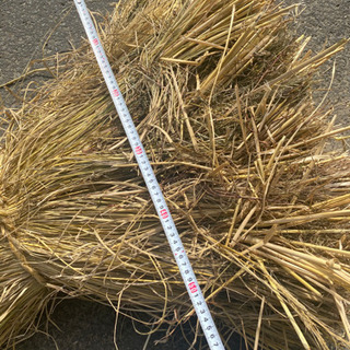 もち藁　25束1セットの画像