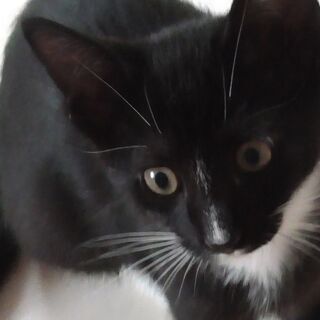 4か月の兄弟♂×♂猫　再募集