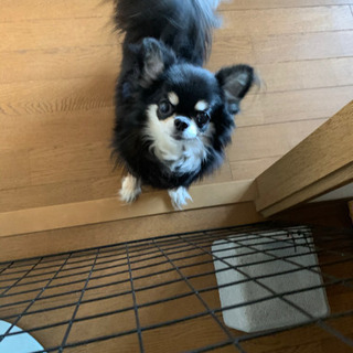 可愛がっていただける方探しています。