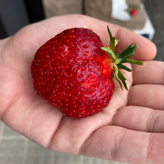 イチゴ苗、白イチゴなど