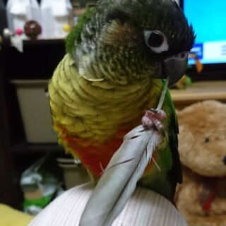 【見つかりました】探しています　緑色の中型インコ