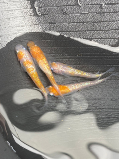 王華種親2ペア　現物出品　めだか