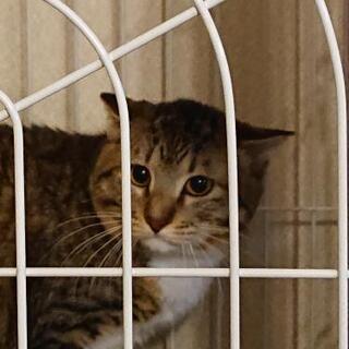 猫について