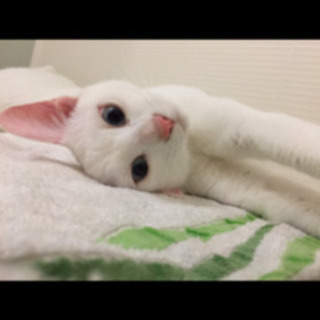 白猫の女の子(=^x^=)