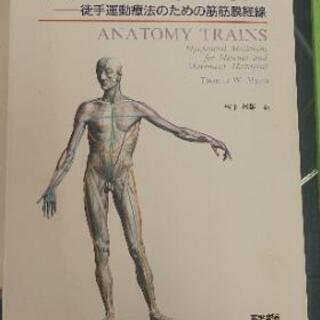 解剖学、均整、整体本の画像