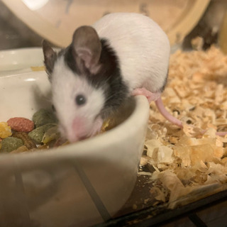 パンダ　マウス - 三重郡