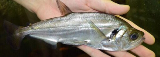 カショーロ約22センチ　2匹セット発送可能