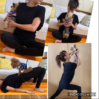 愛犬と一緒に❗️dog_fitnessレッスンしましょう！の画像