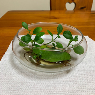 観葉植物(マザーリーフ)