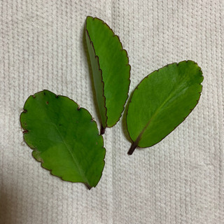 観葉植物(マザーリーフ)の画像