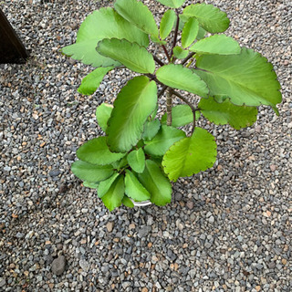 観葉植物(マザーリーフ)の画像
