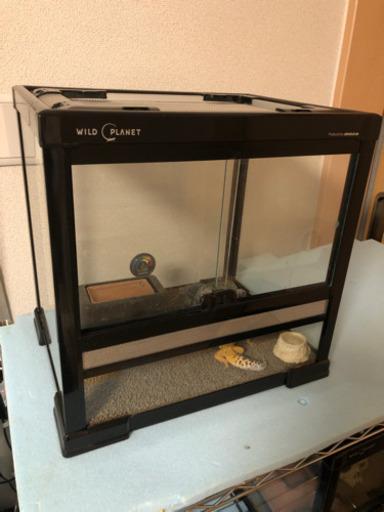 爬虫類飼育ケージ　レオパ（ヒョウモントカゲモドキ）里親募集のため