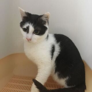 まんまる顔・八割れ猫♪やさしい♪10か月