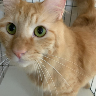 兄妹猫の里親を募集します