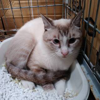 飼主見つかりました、一旦募集を中断します。事故猫を助けて下さいm...