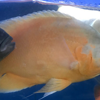アルビノオスカー  熱帯魚　水槽　アクアリウム
