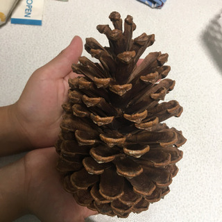 巨大松ぼっくり　3つあります！