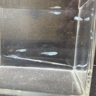 幹之メダカ　若魚