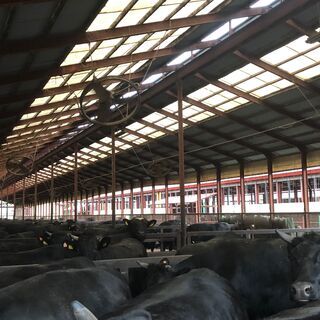 肉牛飼育スタッフの画像