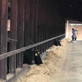 肉牛飼育スタッフの画像
