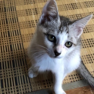 ハスキー犬みたいな子猫ちゃん