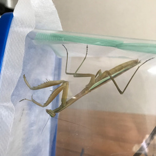 カマキリ 成虫