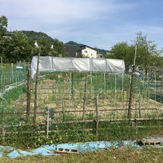 みんなで、自然の野菜育てませんか？