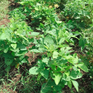 無農薬野菜を作ってみませんか？in 印西