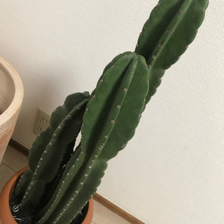 柱サボテン鬼面角/8号鉢/3本立ての画像