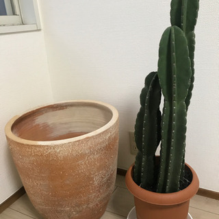 柱サボテン鬼面角/8号鉢/3本立ての画像
