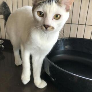 個性的な顔立ちがチャーミングな雄猫さん