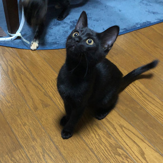 里親募集　黒猫　メス　生後3ヶ月