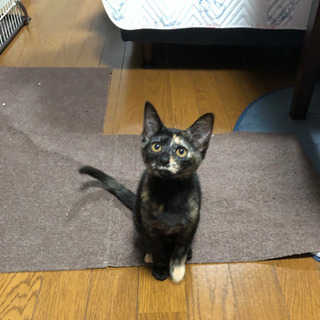 里親募集　さび猫　メス　生後3ヶ月