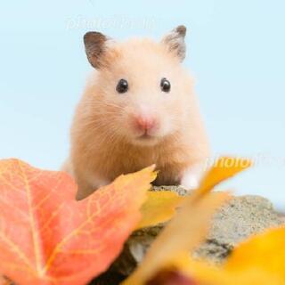 ♥ハム友さん募集🐹♥（女性）