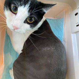 ハチワレの雄猫  約2歳