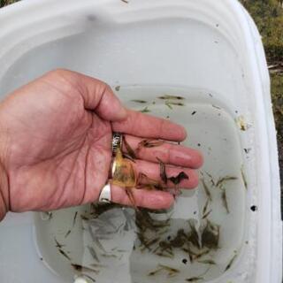 エビ、モエビ？沼エビ。