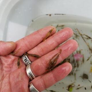 エビ、モエビ？沼エビ。の画像