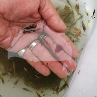 エビ、モエビ？沼エビ。の画像